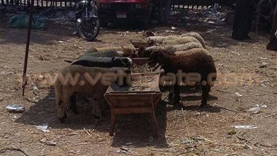 بالصور.. ارتفاع جنوني في أسعار الأضاحي بأسواق الشرقية