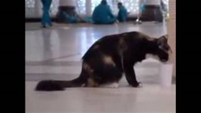 بالفيديو.. شاهد ماذا فعل عامل الحرم المكي بقطة «عطشانة»