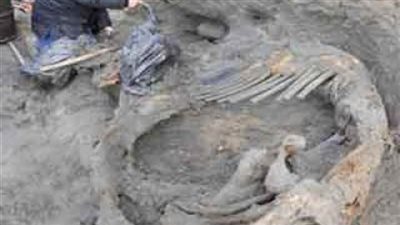 العثور على حفرية «لعظام عضد» حيوان الماموث في جنوب شرق باريس