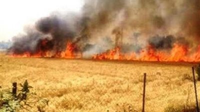 «عُقب سيجارة» وراء احتراق محصول نصف فدان قمح ببني سويف