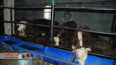 بالصور.. محافظ سوهاج يتفقد مشروع تسمين العجول ومزارع الأسماك