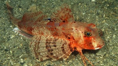 بالصور.. جمبري هجين يثير رعب الصيادين