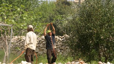 رش أشجار المانجو بالمبيدات لمكافحة مرض العفن في الإسماعيلية