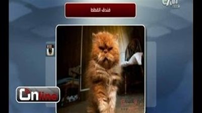 بالفيديو..فندق لرعاية القطط يحظى باهتمام مستخدمي أنستجرام