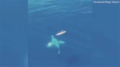 بالفيديو والصور.. لحظة مرور حوت يزن 30 طنا من أسفل قارب