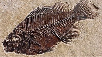 حفريات سمكة بدائية تلقي الضوء على تطور الفك عند الفقريات