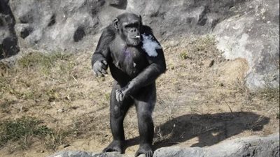 «الكيف عند الحيوانات».. أنثى شمبانزي تعتاد على تدخين علبة سجائر يوميا.. كلب يشرب 10 أكواب شاي.. «راكون» يدخل في حالة سكر تامة بعد اقتحامه مستودع خمور.. ومناديل المرحاض المزاج الأغر