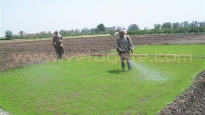 بالصور.. إزالة 20 مشتل أرز مخالفا بالقليوبية