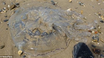 بالفيديو.. ظهور قنديل البحر ببريطانيا يثير ذعر المصطافين