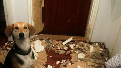 بالفيديو.. أسوأ تصرفات الكلاب في العالم