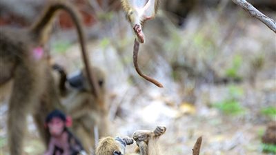 بالصور.. قرد بابون يتعرض لموقف محرج بسبب شقيقه