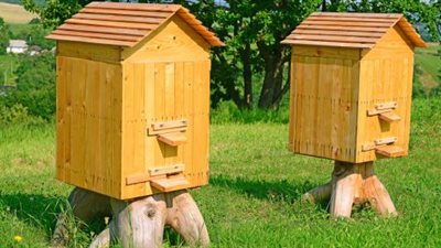 مزارع إيطالي يرصد مكافأة لمن يعيد خلايا النحل المسروقة منه