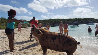 بالفيديو والصور.. الخنازير السعيدة تجذب السائحين لجزر البهاما