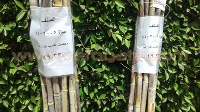 بالصور.. «الهندسة الوراثية» ينظم ورشة بعنوان «إنتاج قصب سكر جديد»