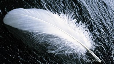 «ريشة » قصيدة لـ «عزة عطا الله»