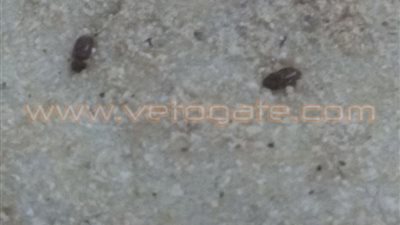 بالصور.. العثور على «صراصير» بأرغفة الخبز بالشرقية