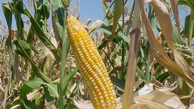 وزير الزراعة: وضعنا خطة لزيادة إنتاج الذرة الصفراء