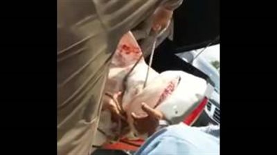 بالفيديو.. هجوم سمكة قرش على مواطن إماراتي