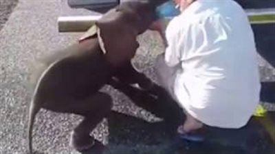 بالفيديو والصور.. رجل يساعد فيلا صغيرا في يوم حار