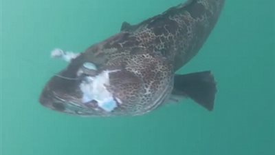 بالفيديو والصور.. صياد يكتشف سمكة لحمها أزرق اللون