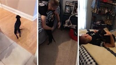 بالفيديو.. رد فعل كلب لم ير صاحبه 6 أشهر