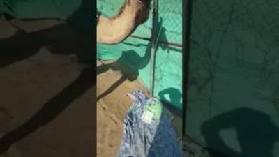 بالفيديو.. جمل يأخذ جرعة أكسجين بعد تأثره بموجات الطقس في السعودية