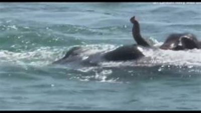 بالفيديو والصور.. إنقاذ فيلين من الغرق وسط مياه بحيرة