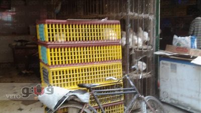 بالصور.. أصحاب محال الدواجن: «حالنا واقف وراقبوا أصحاب المزارع»