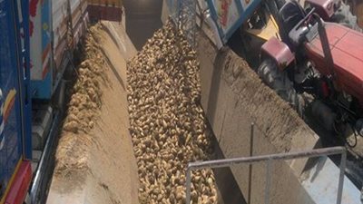 بدء استلام البنجر بسعر 400 جنيه للطن في الدقهلية.. الأربعاء