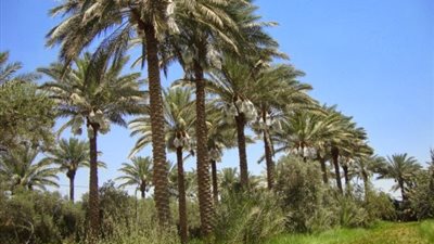 إطلاق طفيل «الترايكوجراما» لمقاومة آفات النخيل بسيوة