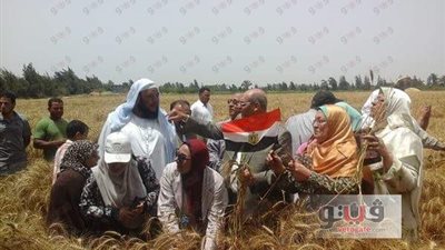 بالصور.. الإسكندرية الأولى في حصاد القمح