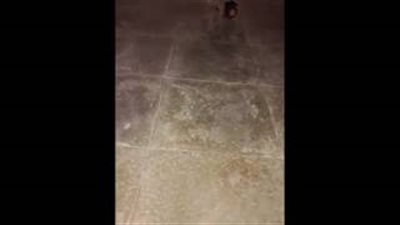 بالفيديو.. شاب ينجح في إعادة قطة مشلولة قدرتها على المشي