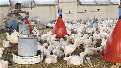 «زراعة الأقصر» تنشئ قاعدة بيانات لمزارع الدواجن بالمحافظة