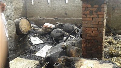 بالصور.. نفوق 10 رءوس ماشية في حريق حظيرة بالمنوفية