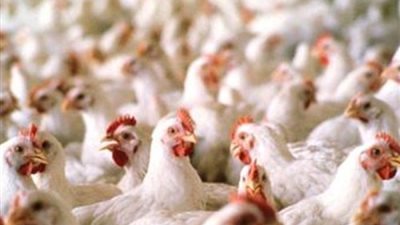 23 جنيها سعر كيلو الدواجن بالأسواق