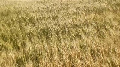 التقييم النهائي لزراعة القمح بالتبريد.. مصادر في اللجنة الفنية: النبات متقزم والسنبلة تحتوي على 10 حبات فقط... التجربة نفذها مزارعون في كفر الشيخ وفشلت قبل 15 عاما.. ونور الدين: وزارة الري حصدت «