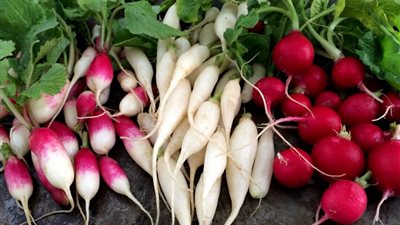 الفجل للوقاية من السرطان والإمساك والضغط