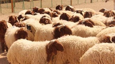 كورونا تتسبب في انخفاض عدد المشاركين في ذبح الأضاحي