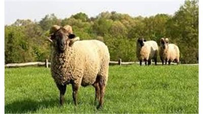 تفاصيل شراء 