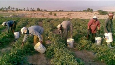 فتح مواقع تجميع قش الأرز وتأجير معدات لمجابهة نوبات تلوث الهواء بالشرقية