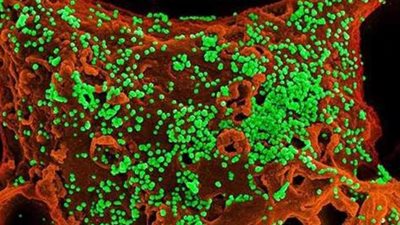 استشارى مناعة: الأضاحى لا تنقل كورونا