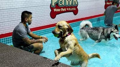 تدشين أول متنزه مائي للكلاب في دبي