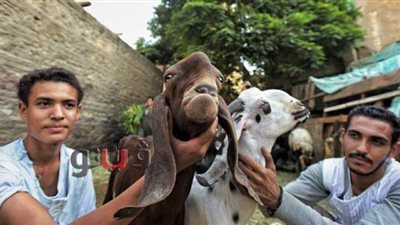 تجار سوق المواشي بالسيدة زينب: 