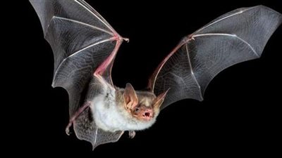 بلومبرج تكشف سر جديد عن انتشار كورونا بين الخفافيش