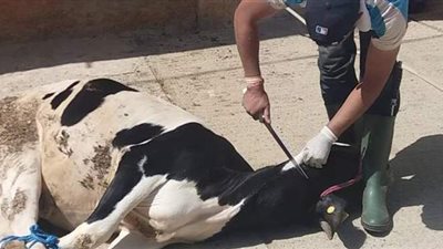 مياه الشرب بسوهاج  تناشد المواطنين عدم إلقاء مخلفات ذبح الأضاحي فى الصرف