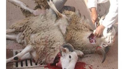 محمد شوقي: المجازر مفتوحة أمام المواطنين من الساعة 6 صباحا بالمجان طوال أيام العيد