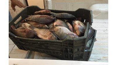 بيطري الوادي الجديد يضبط 100 كيلو أسماك غير صالحة للاستهلاك الآدمي