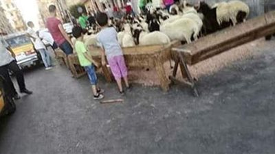 محلات الجزارة بالإسكندرية تخالف قرارات منع الشوادر والذبح في الشوارع | صور