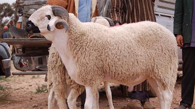 هل ذبح الأضاحي ينقل فيروس كورونا؟