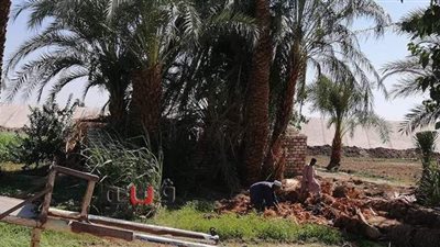 لايعرف الايدي الناعمه.. جني ليف النخل لقمة عيش الغلابة في زمن الكورونا بقنا | صور